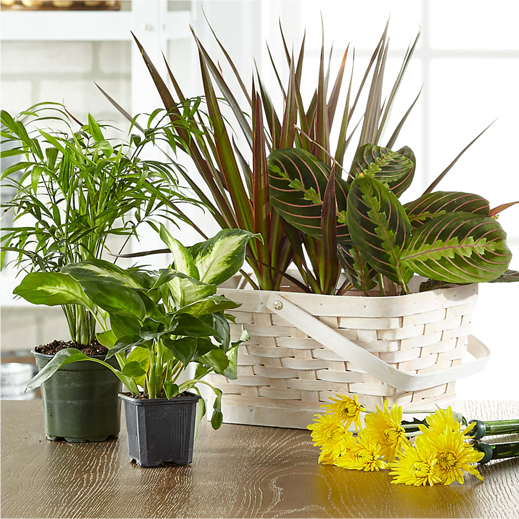 Florist Designed Blooming and Green Plants in a Basket – At All About Flowers Llc, Cincinnati OH