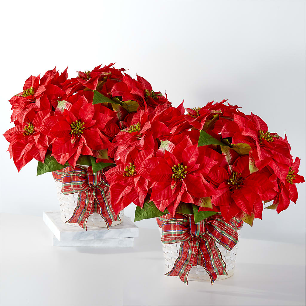 Happiest Holidays Poinsettia Bundle – At All About Flowers Llc, Cincinnati OH