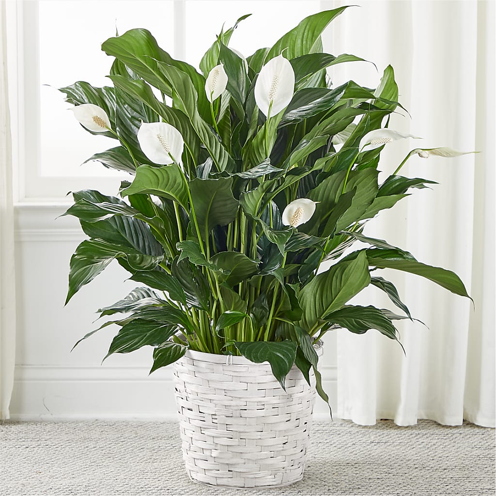 all about peace lily A New Leaf Peace Lily