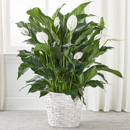 A New Leaf Peace Lily –  At All About Flowers Llc, Cincinnati OH