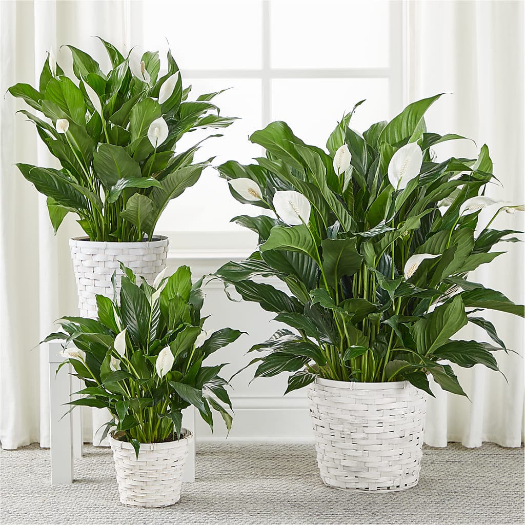A New Leaf Peace Lily –  At All About Flowers Llc, Cincinnati OH